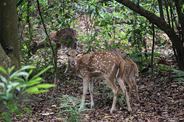 gokarna-safari-park_kathmandu-turist-steder