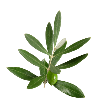 Olivenblad til acne
