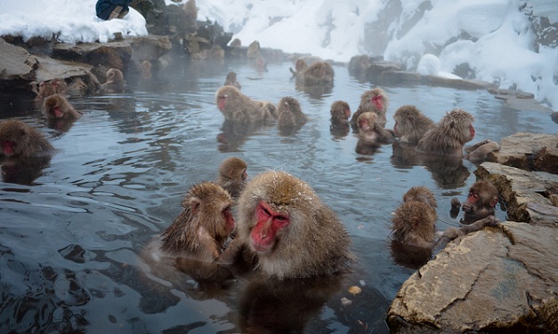 jigokudani-abe-park_japan-turist-steder