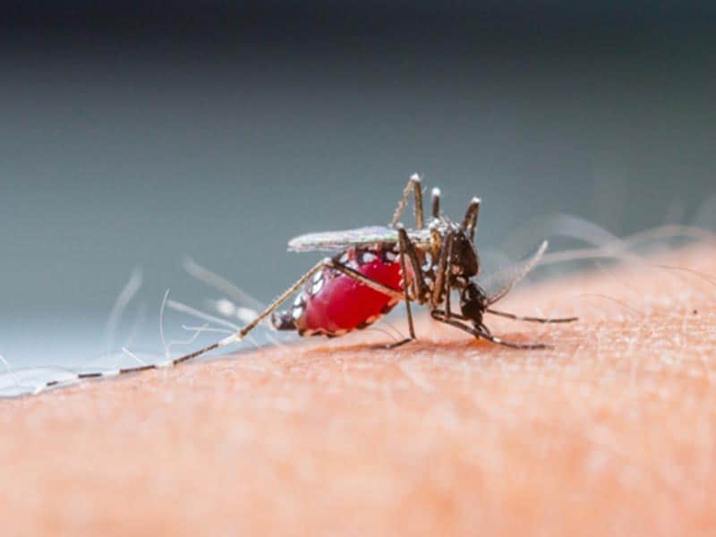 Hjemmemedicin til myggemiddel