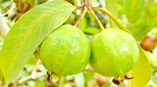 Guava a haj növekedéséhez