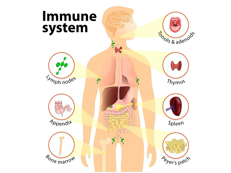 Sådan forbedres dit immunsystem