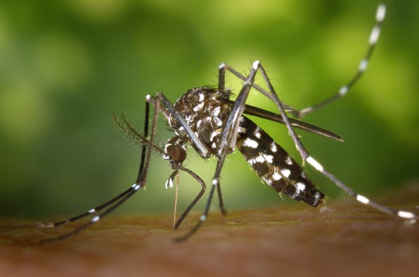 Aedes szúnyogok