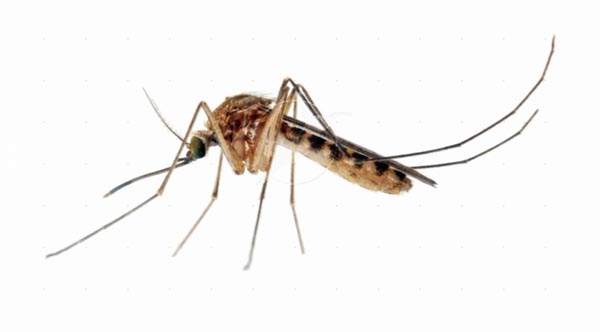 Culex szúnyogok