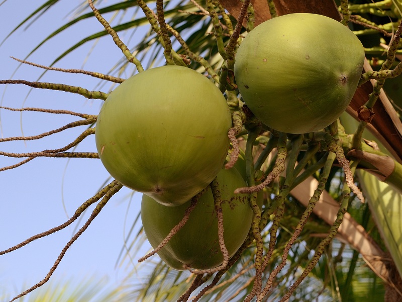 Nærbillede af kokosfrugter mod blå himmel.