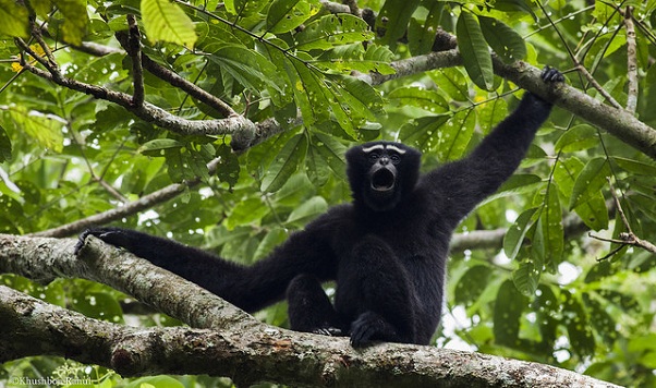 parks-in-assam-hoollongapar-gibbon-szentély