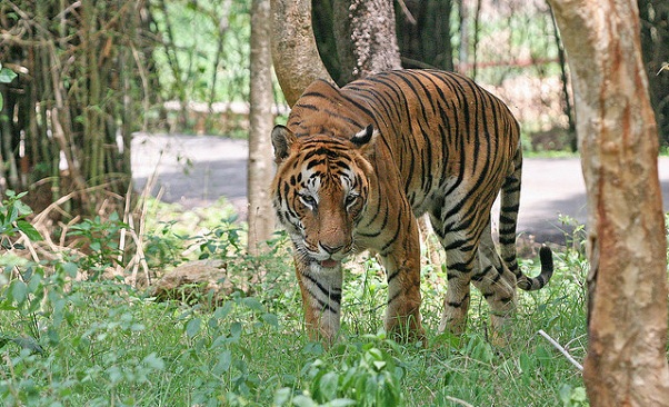 parker-i-assam-manas-nationalpark