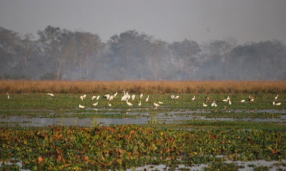 parker-i-assam-bordoibam-bilmukh-fuglereservat