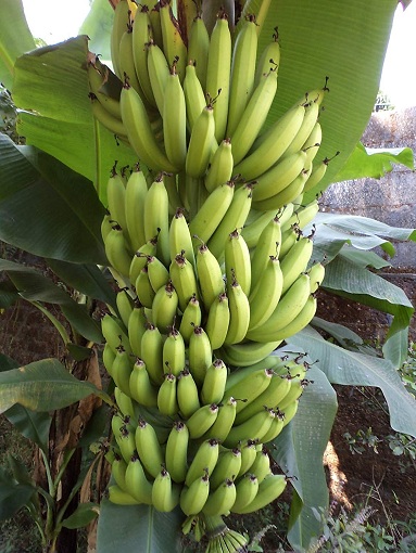 typer af bananer billeder