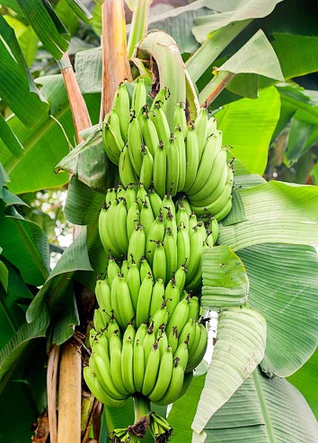 typer bananplanter