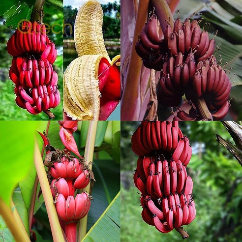 forskellige slags bananer