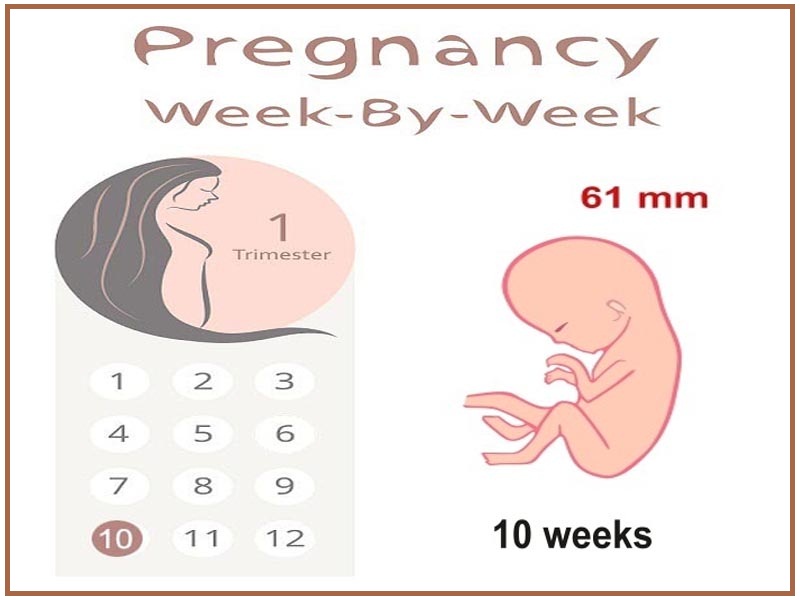 10 hetes terhes