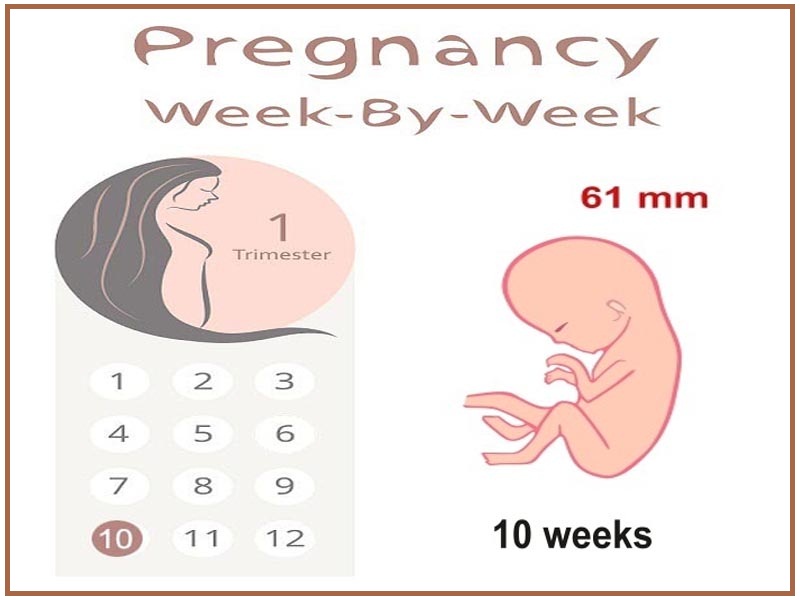 10 uger gravid