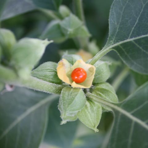 Ashwagandha ájurvédikus gyógyszerek a magasság növelésére