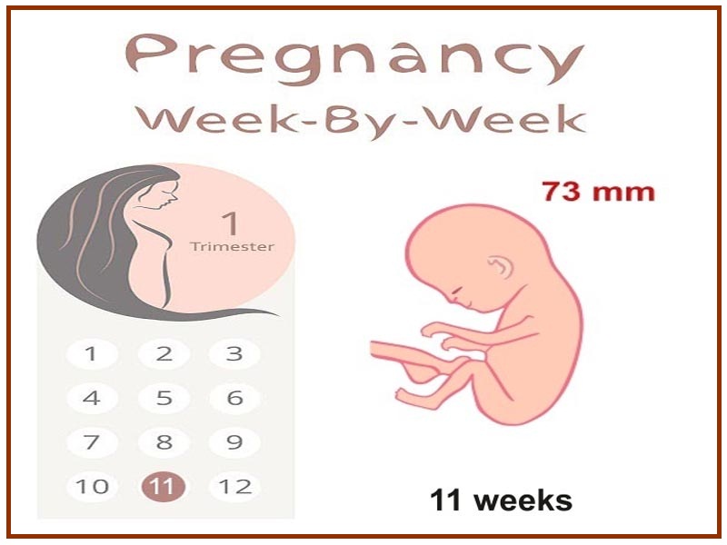 elleve uger gravid