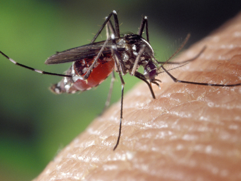 Otthoni jogorvoslatok a szúnyogcsípések ellen