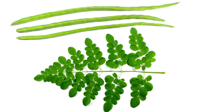 moringa levelek felhasználása
