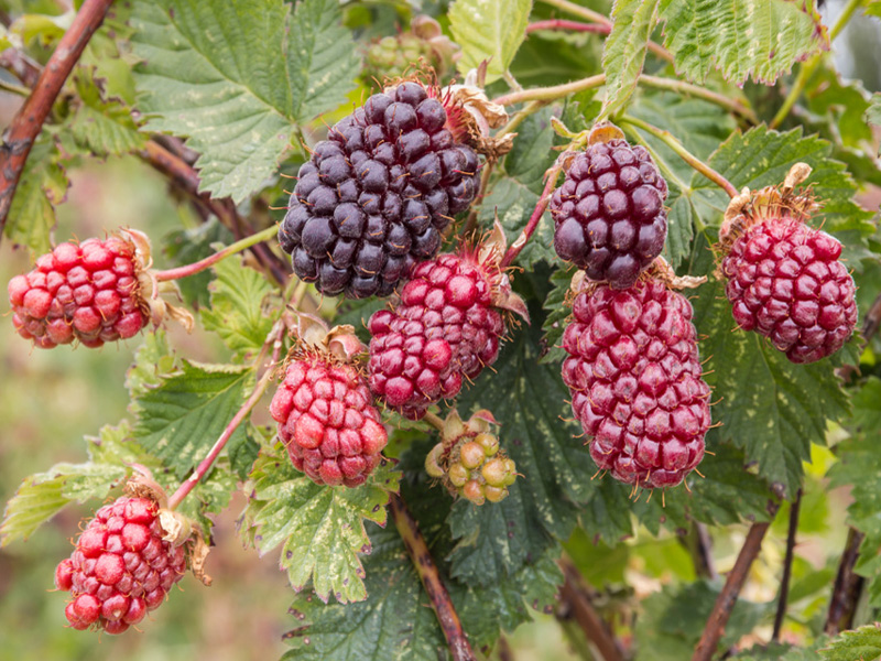Bedste Boysenberry -fordele + Ernæringsfakta & amp; Bivirkninger