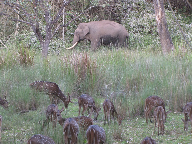 nagarhole-nemzeti-park_coorg-turista-helyek