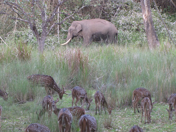 nagarhole-national-park_coorg-turist-steder