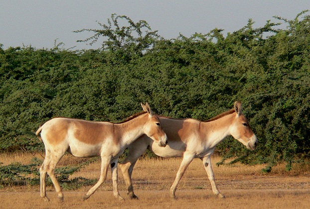 vild-ass-sanctuary_gujarat-turist-steder