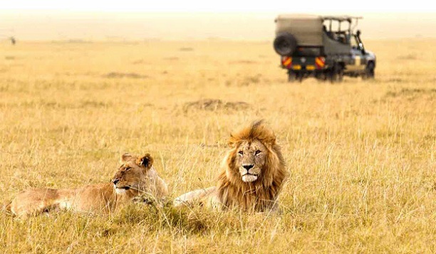gir-skov-national-park_gujarat-turist-steder
