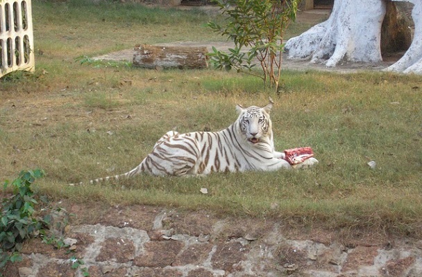 nandankanan-zoologisk-park_orissa-turist-steder