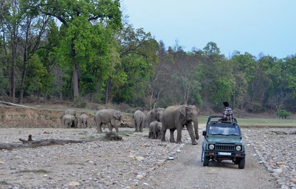 rajaji-national-park_haridwar-turist-steder