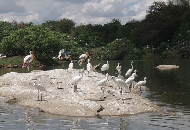 ranganathittu-bird-sanctuary_mysore-turist-steder
