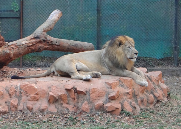 mysore-zoo_mysore-turista-helyek
