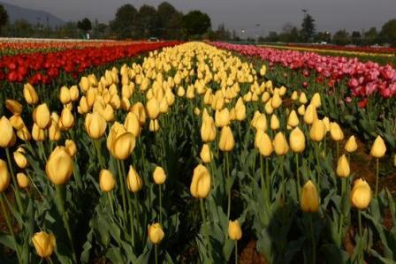 Indira Gandhi Tulip Garden berømte steder i Srinagar
