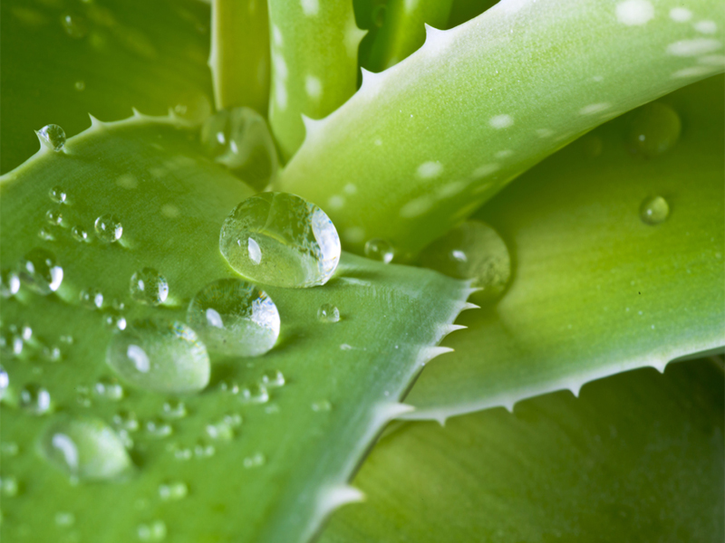 Bedste Aloe Vera sæber til blød og glødende hud