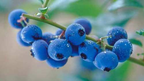 Blå bærfrugter med et højt indhold af antioxidanter