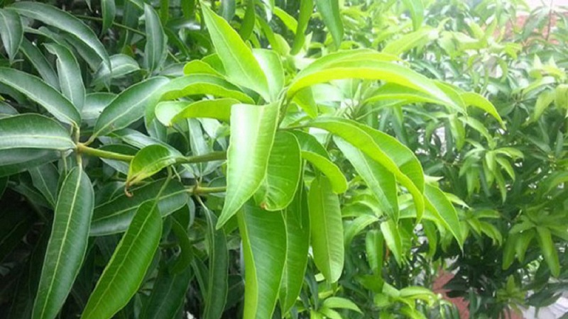 mango blade bruger