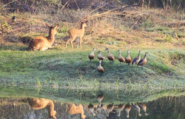 van-vihar-national-park_bhopal-turist-steder