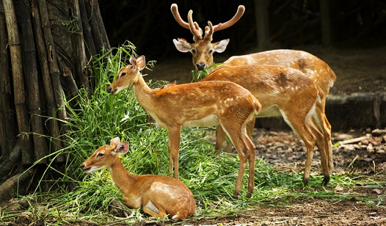 Malsi Deer Park dehradun turiststed