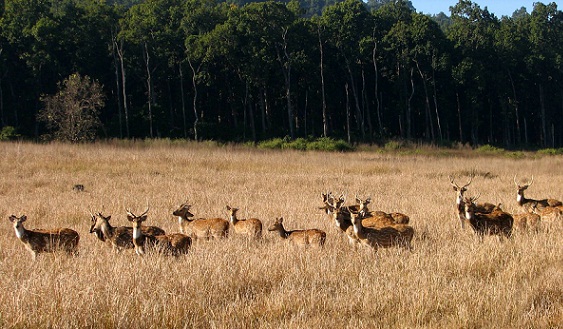 Rajaji Nemzeti Park látnivalói Dehradunban