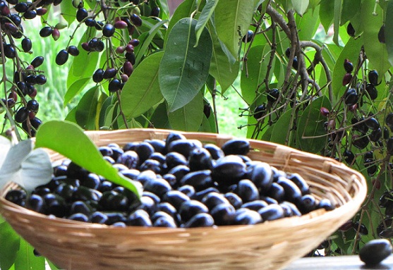 Kan diabetikere spise sort Jamun -frugt