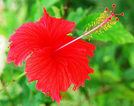 Hibiszkusz sérült hajra