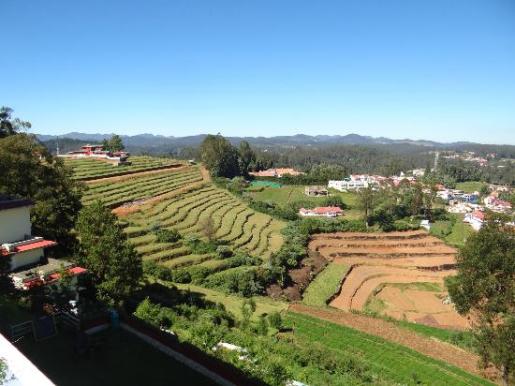 Tigrishegy Of Ooty