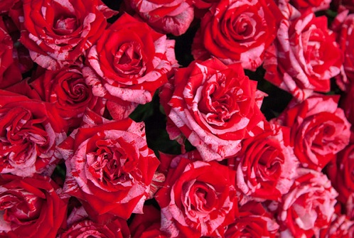 Rose szerelmes ajándék
