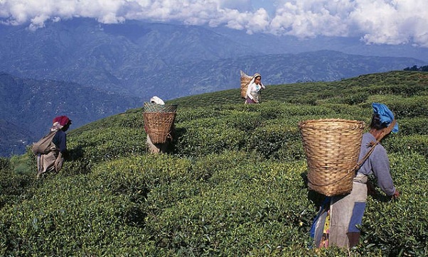 darjeeling_west-bengal-turist-steder