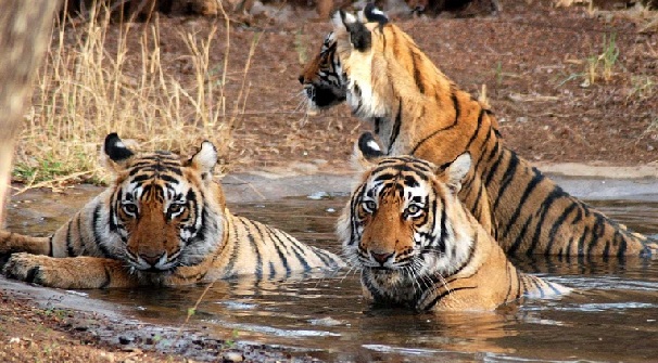 sundarbans_west-bengal-turist-steder