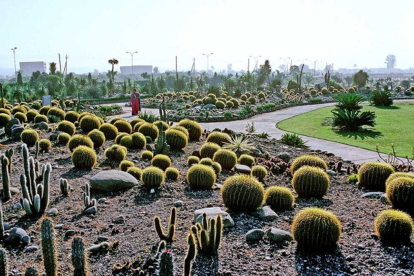 cactus-garden_chandigarh-turist-steder