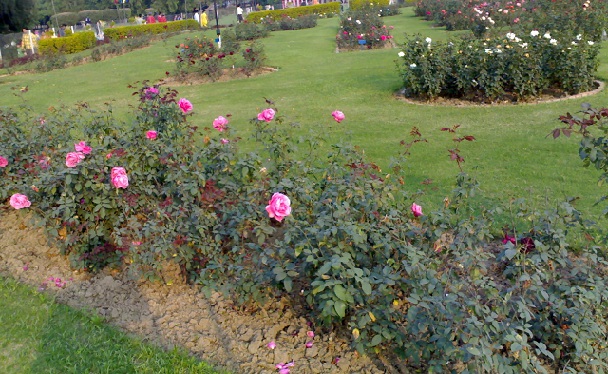 berømt-blomster-have_chandigarh-turist-steder