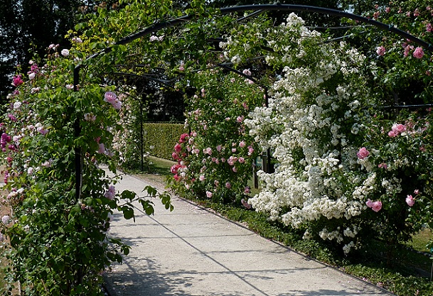 the-rose-garden-of-chandigarh_chandigarh-turist-steder
