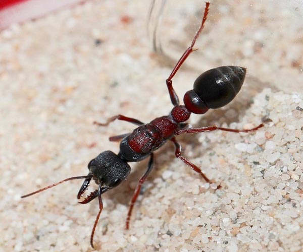 Bulldog Ant