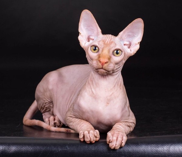 Sphynx