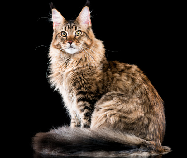 Maine Coon