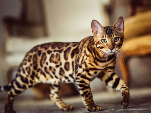 Bengal